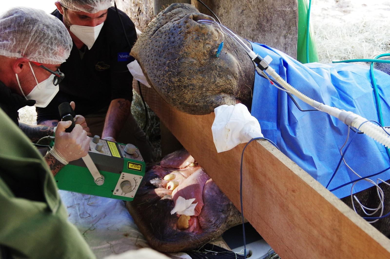 Hipopótamo do Bosque dos Jequitibás passa por tratamento odontológico