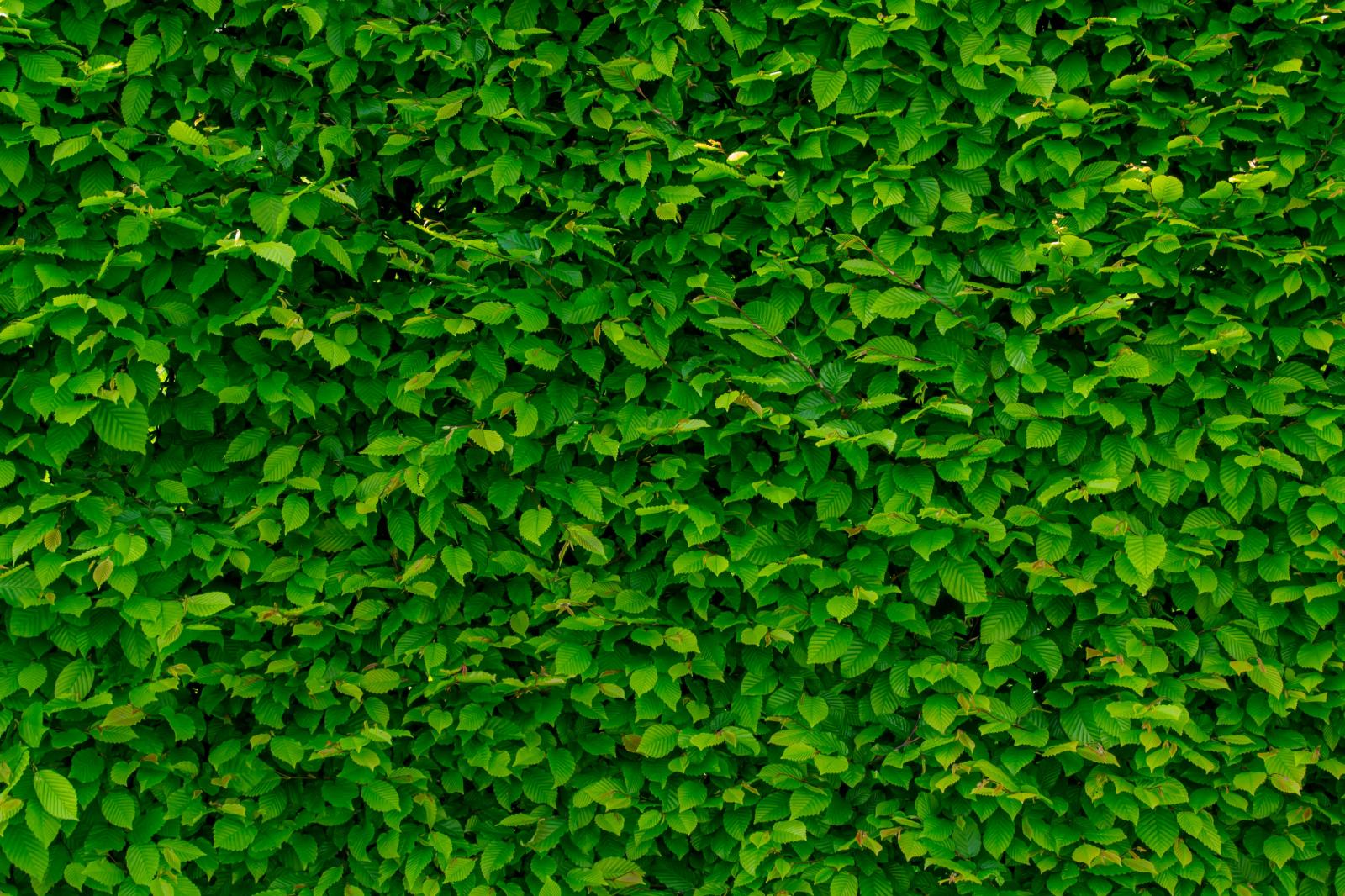 Passo a passo para instalar um jardim vertical na sua casa