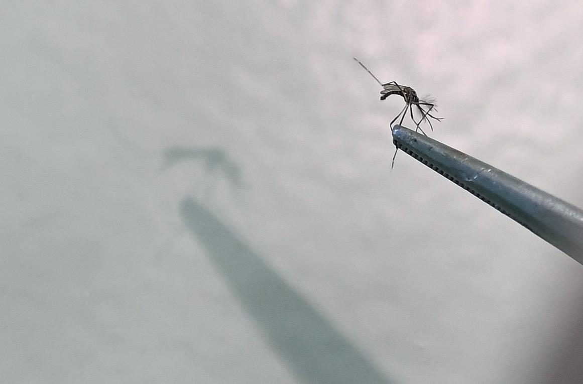 Saúde de Campinas confirma mais seis mortes por dengue
