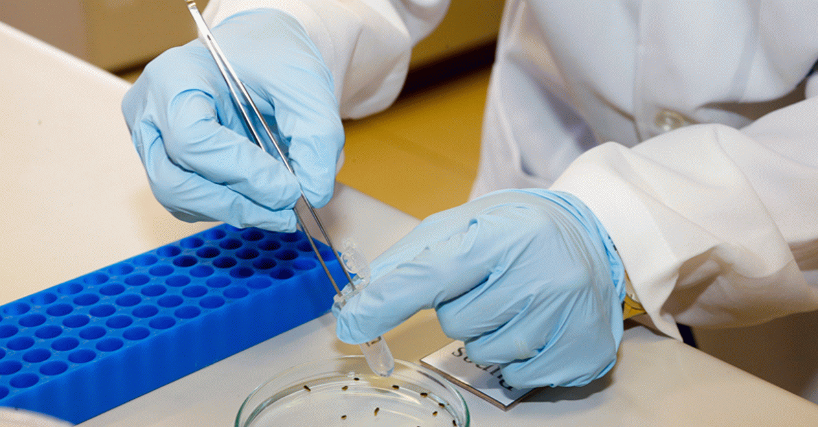 Vacina produzida pela USP contra o vírus zika mostra resultados promissores em testes com camundongos