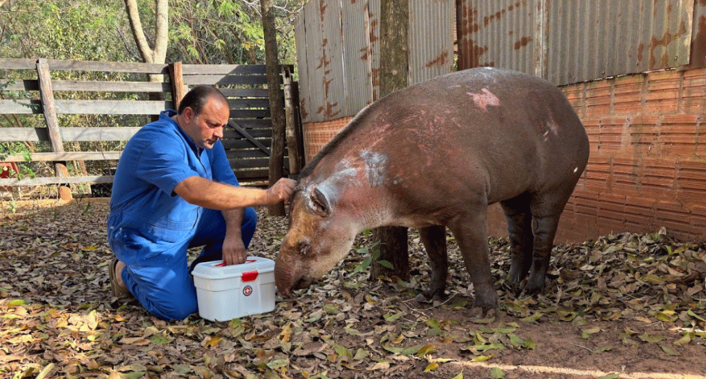 Animal vítima de incêndio florestal é resgatado e recebe cuidados de centro credenciado pelo Governo de SP