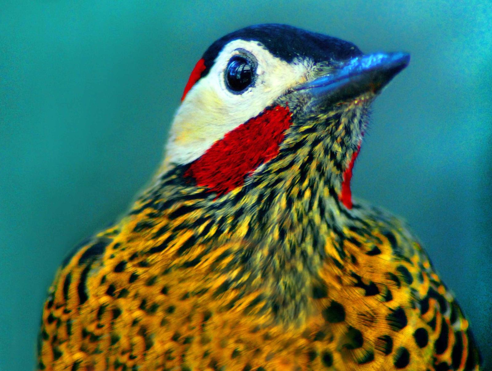 As aves do céu de Campinas: tucano, pica-pau e até maracanã encantam observadores da cidade