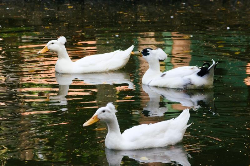 Marrecos pompom são os novos moradores do lago do Bosque dos Jequitibás em Campinas