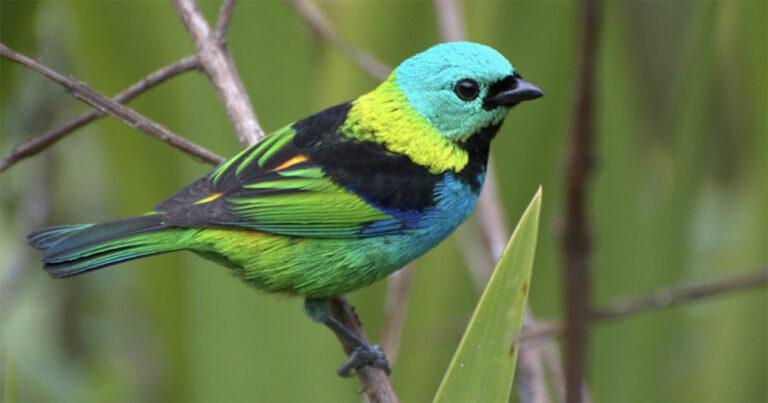 Por que as aves megacoloridas sumiram das cidades? Veja estudo da USP
