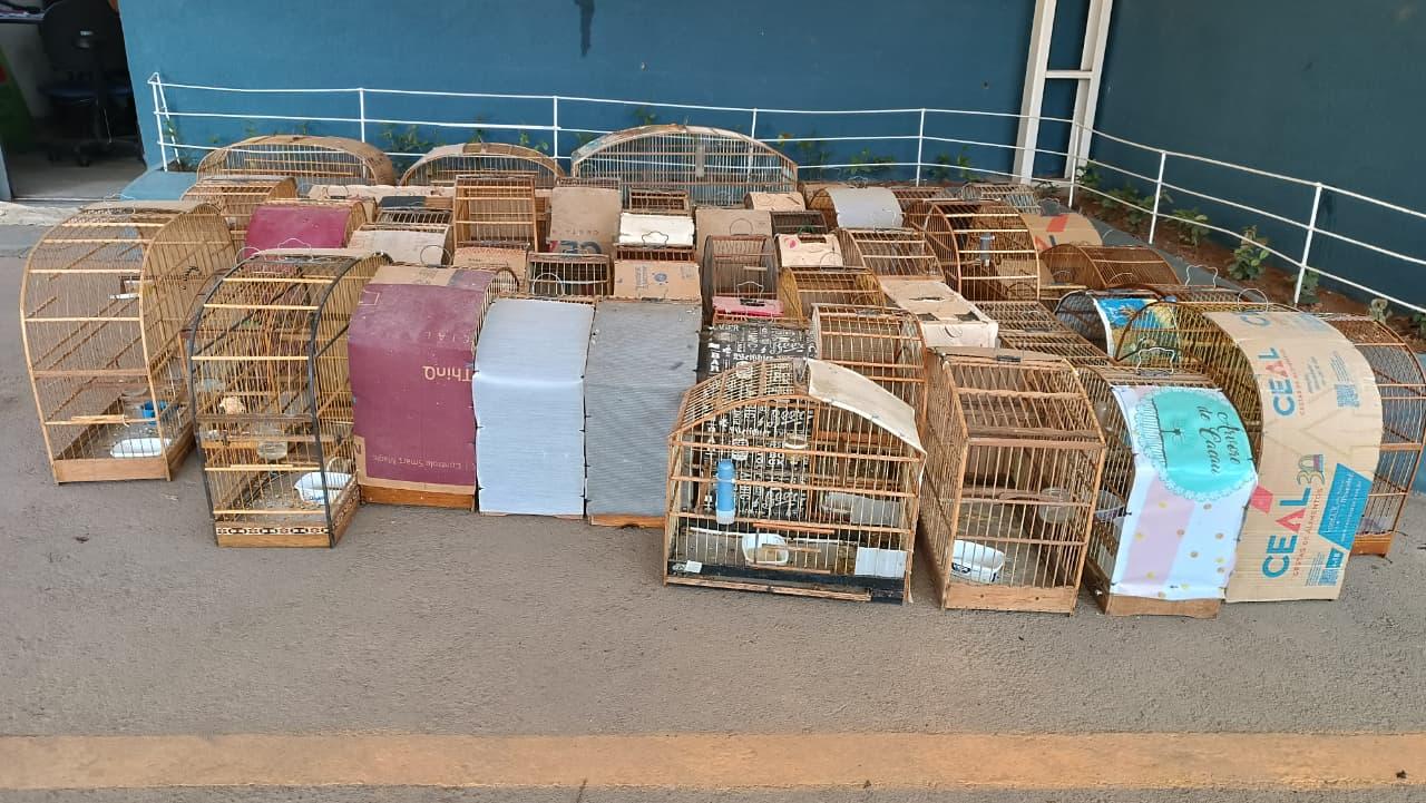 Ação conjunta entre Prefeitura e Polícia Civil resgata 60 aves da fauna nativa mantidas ilegalmente em Bragança Paulista
