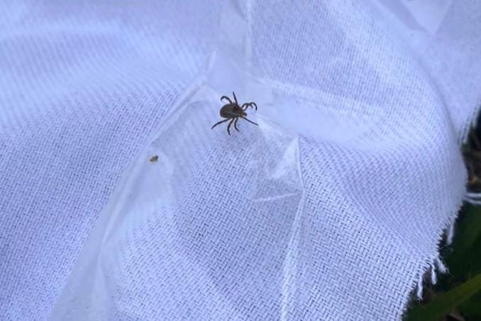 Febre maculosa faz duas vítimas fatais em Itatiba