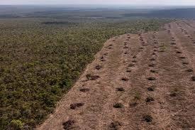 Cerrado brasileiro perdeu 28% da vegetação nativa em 40 anos