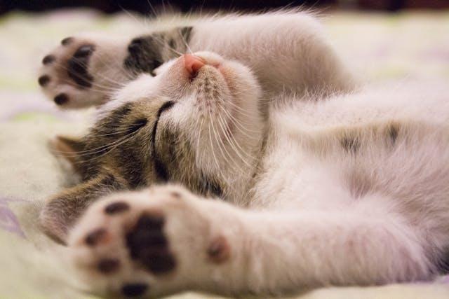 Como proporcionar bem-estar aos gatos e evitar problemas de tédio e estresse?