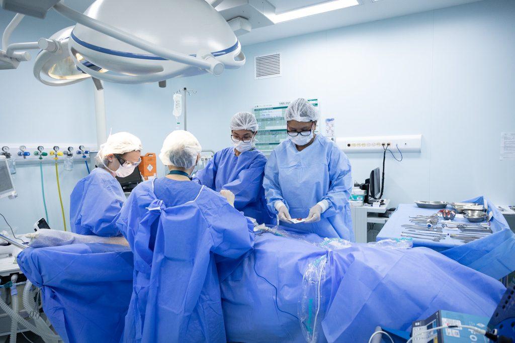 Governo de SP investe R$ 16 milhões em pesquisa de transplante de órgãos de animais para humanos