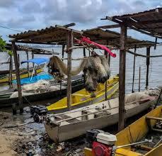 Início do defeso da piracema restringe pesca comercial no país