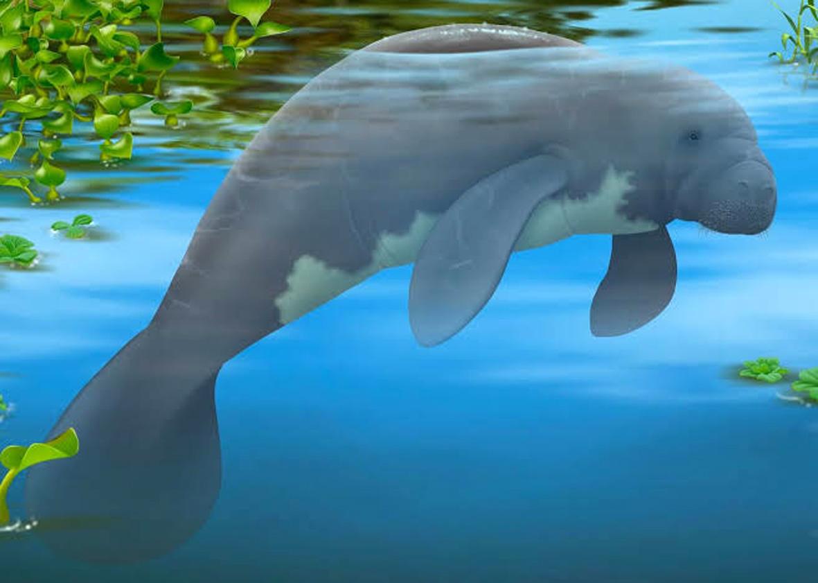 O gigante das águas amazônicas: conhecendo o peixe-boi