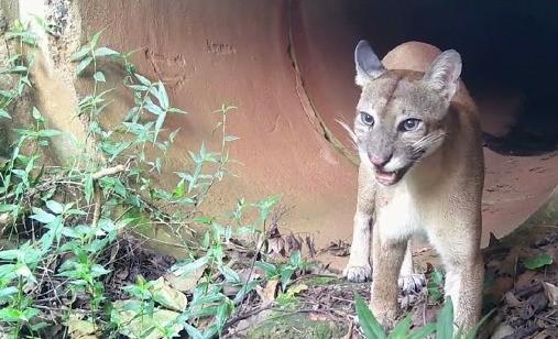 Onça-parda é eleita a Mascote do Centro de Educação Ambiental Mata de Santa Genebra em Campinas