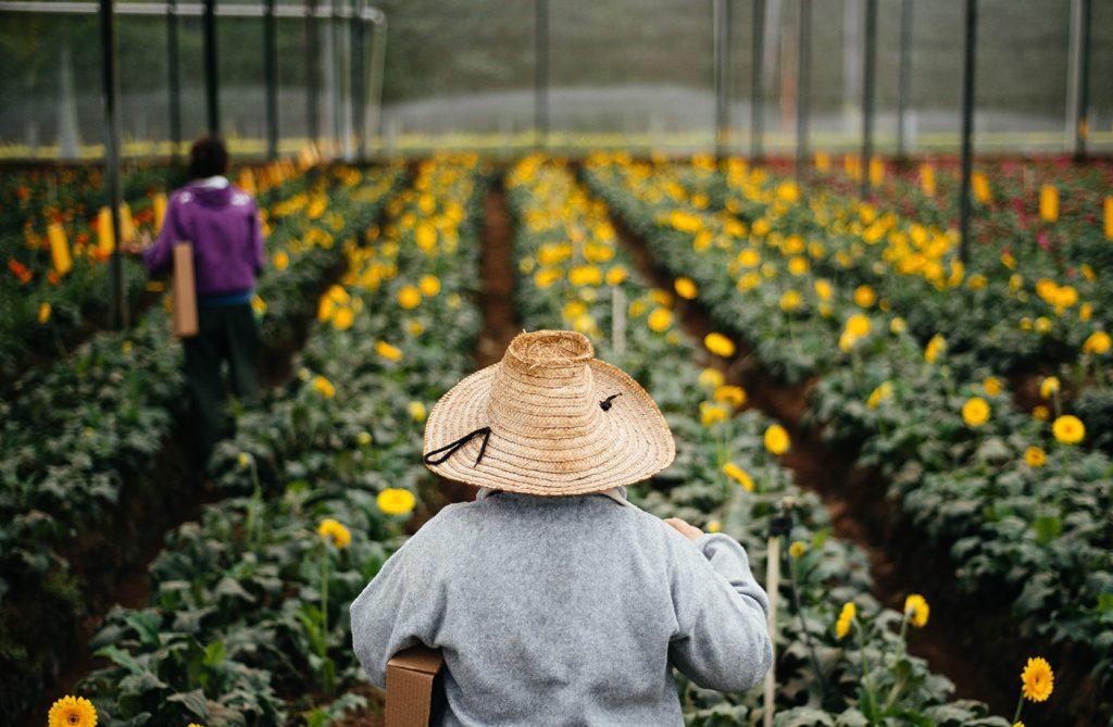 Operação do Procon-SP encontra irregularidades em mais da metade dos comércios de flores e plantas vistoriados