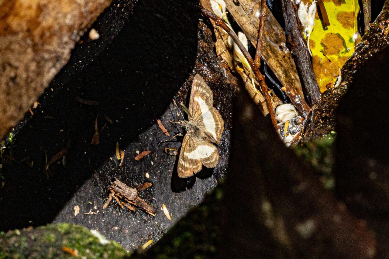 Pesquisa na Serra do Japi registra mais de 20 mil borboletas e revela riqueza da biodiversidade