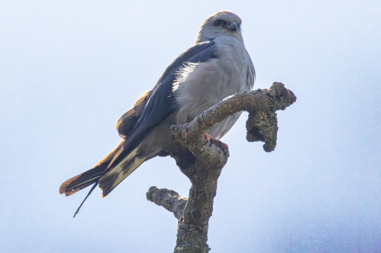 Prefeitura de Jundiaí amplia ações de educação ambiental com projeto de avistamento de aves