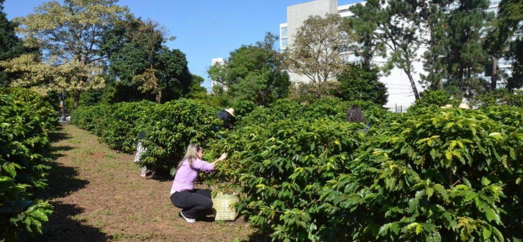 Segunda florada do ano colore o maior cafezal do mundo em SP