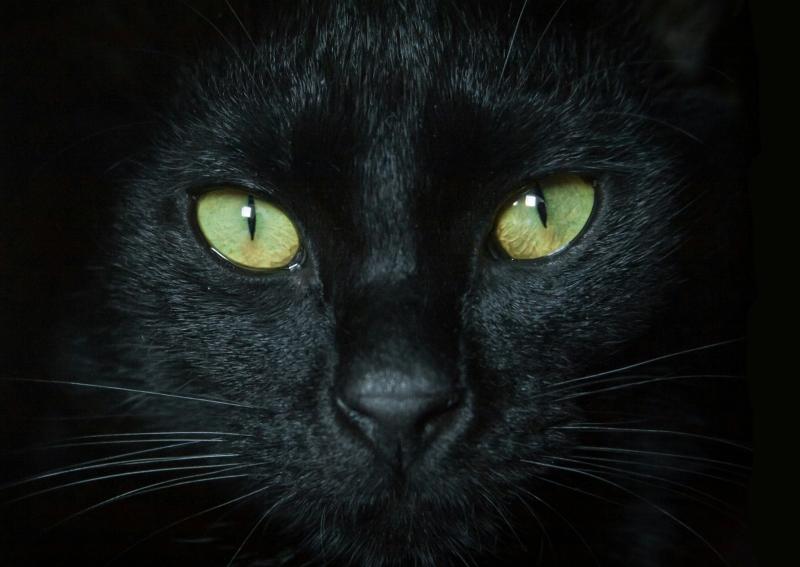 Valinhos celebra Semana dos Gatos exaltando o gato preto