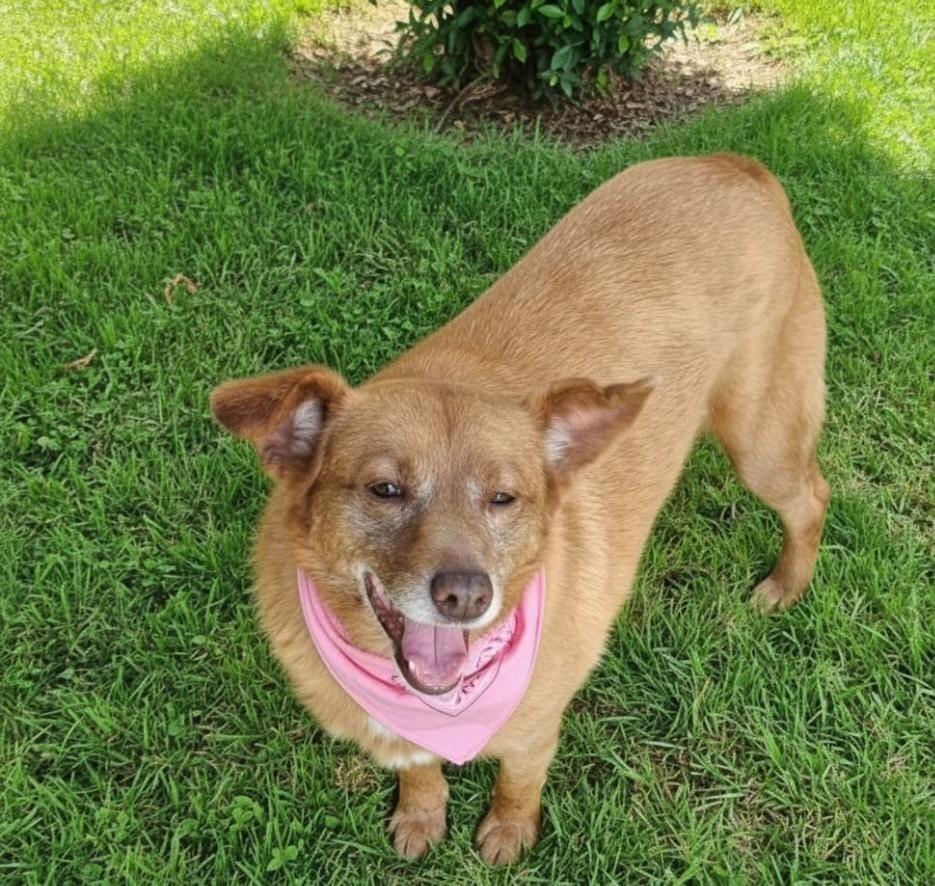 Adotar é tudo de bom: Campet retorna neste domingo com 6 cães resgatados prontos para ganhar um novo lar