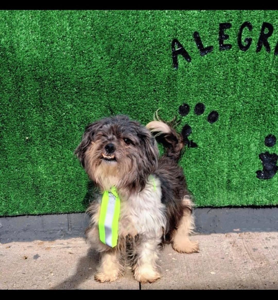 Adotar é tudo de bom: Campet retorna neste domingo com 6 cães resgatados prontos para ganhar um novo lar