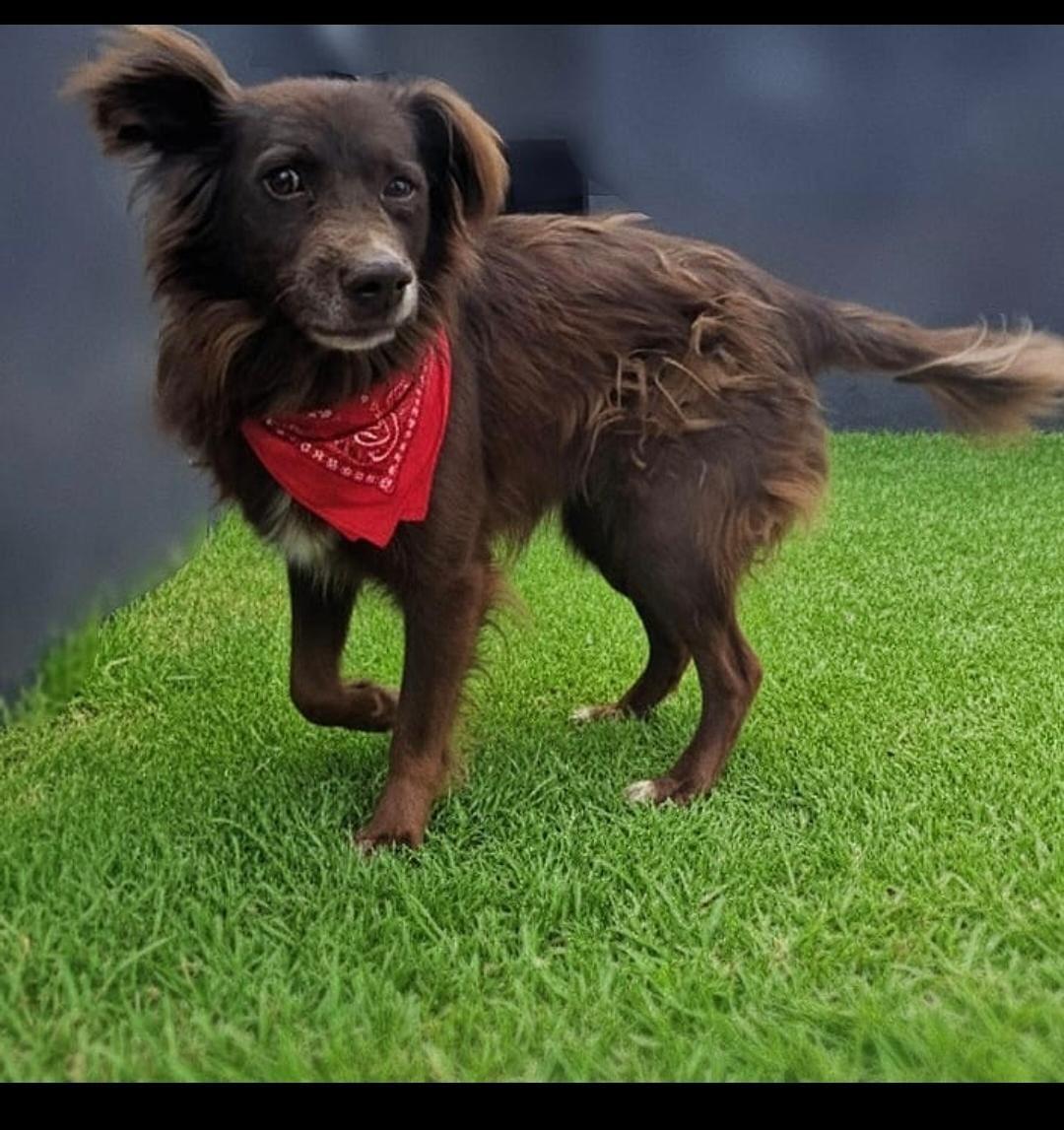 Adotar é tudo de bom: Campet retorna neste domingo com 6 cães resgatados prontos para ganhar um novo lar