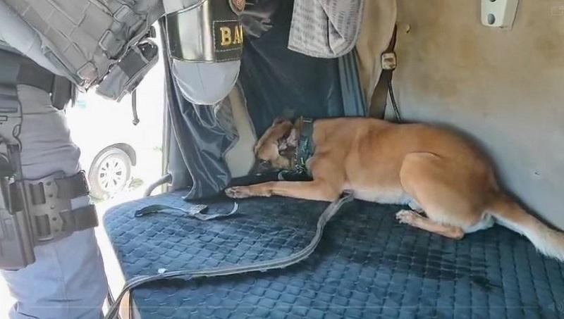 Cão da PM encontra mais de 100 kg de maconha em compartimento falso de caminhão em SP