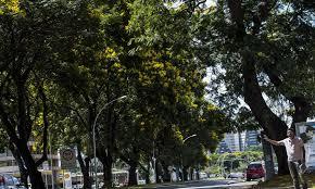 COP30: Brasil lança plano nacional para aumentar arborização urbana