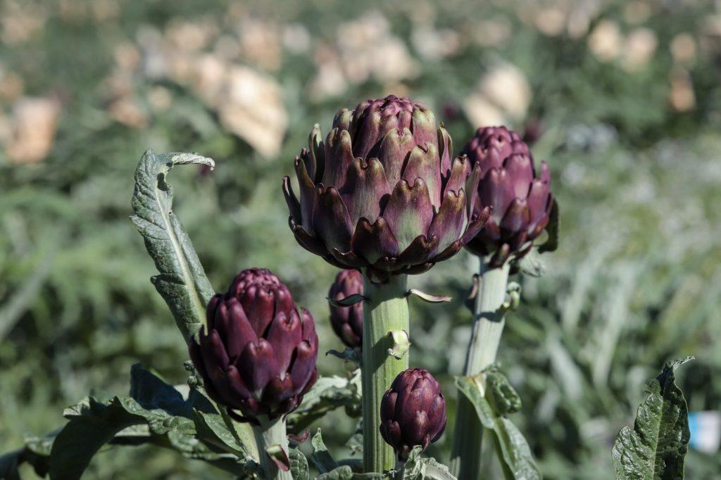 Governo de SP apoia cultivo de alcachofra em Piedade, que concentra maior produção do país