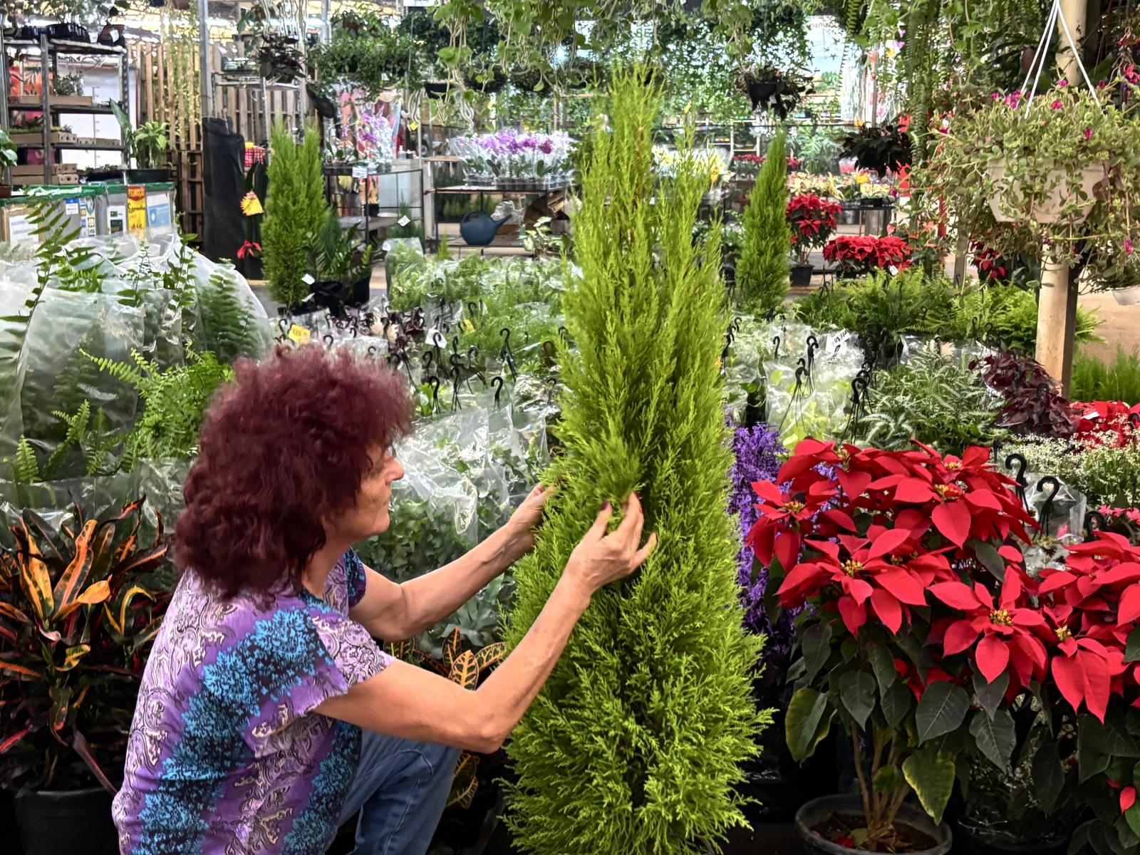 Mercado de Flores da Ceasa Campinas oferece pinheirinhos naturais para a decoração natalina