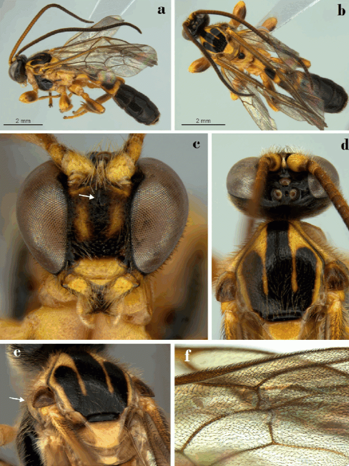 Nova espécie de vespa é identificada na Serra do Japi