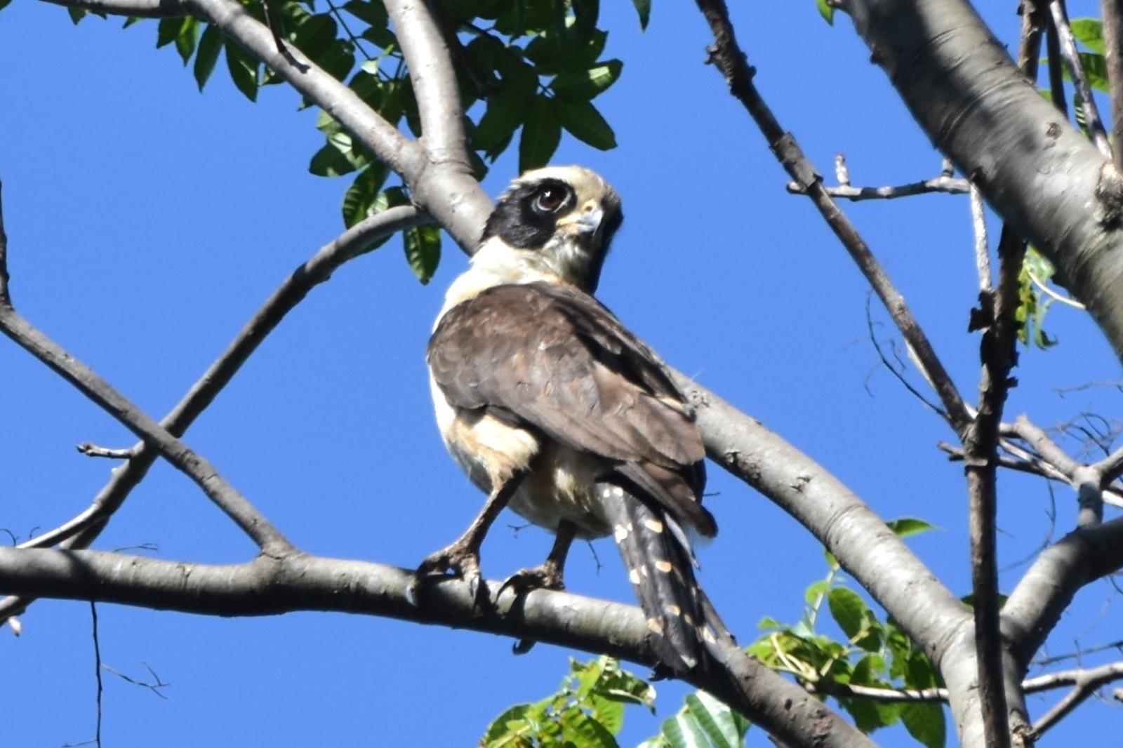 Novo registro na Mata de Santa Genebra eleva para 249 o número de espécies de aves observadas