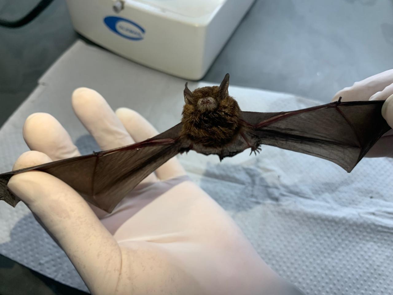 Valinhos confirma dois casos de raiva em morcegos e reforça alerta à população