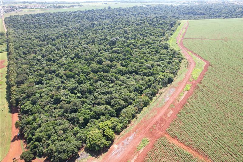Viracopos conclui compensação ambiental com o plantio de 4.000 mil árvores