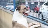 Fogos de artifício acarretam sofrimento físico e risco para animais