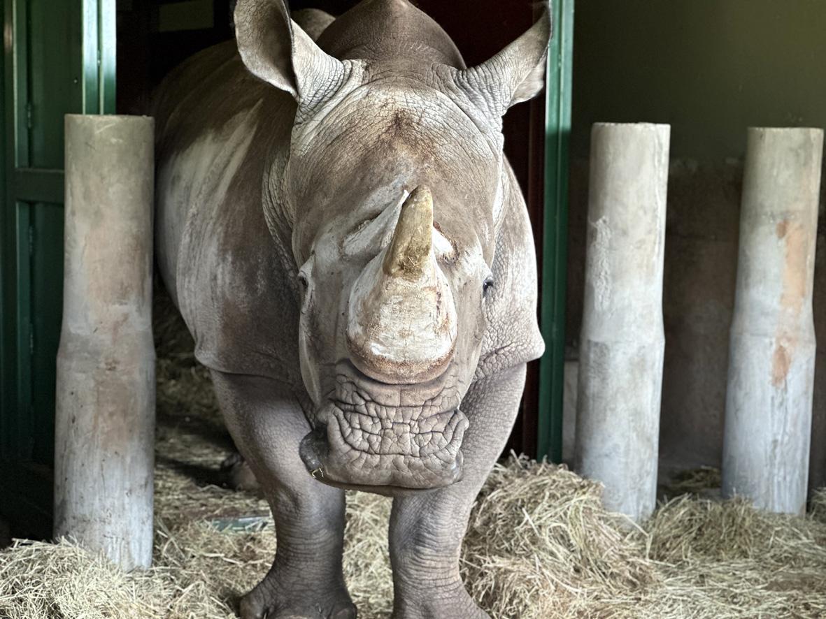 Rinoceronte-branco-do-sul desembarca no Brasil para integrar projeto de reprodução no Zooparque Itatiba