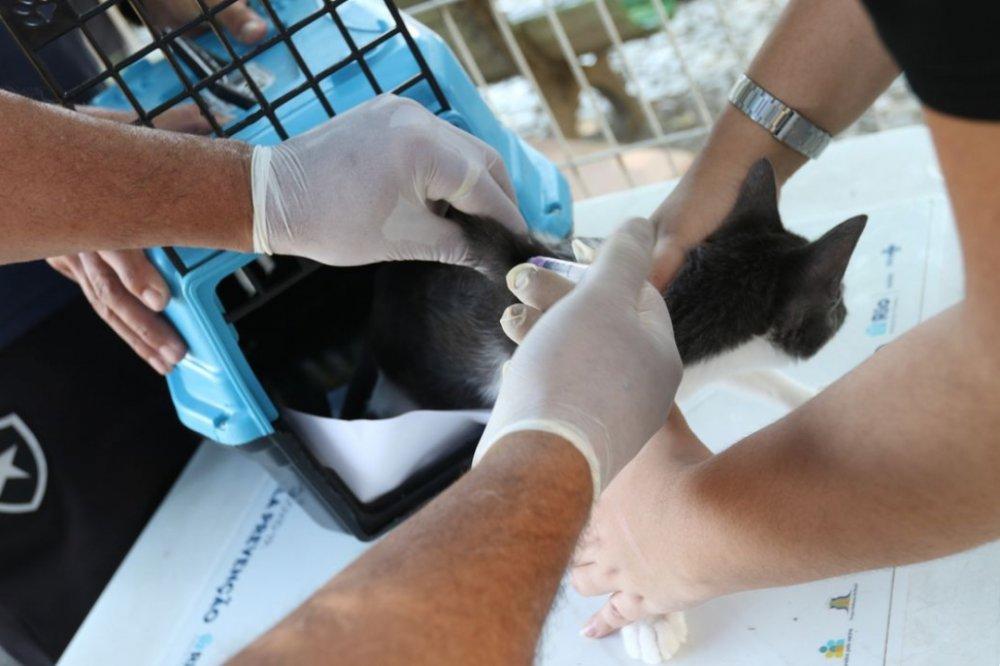 Conselho de Veterinária alerta para doença que afeta gatos