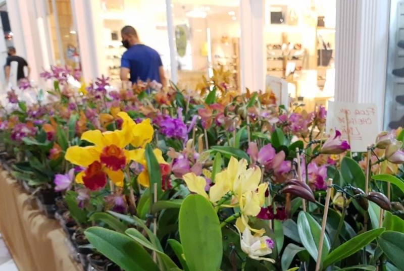 Festival de Orquídeas e Plantas Ornamentais acontece neste fim de semana em Vinhedo