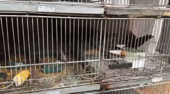 PF prende homem em Sumaré por falsificação de anilhas e criação ilegal de aves silvestres