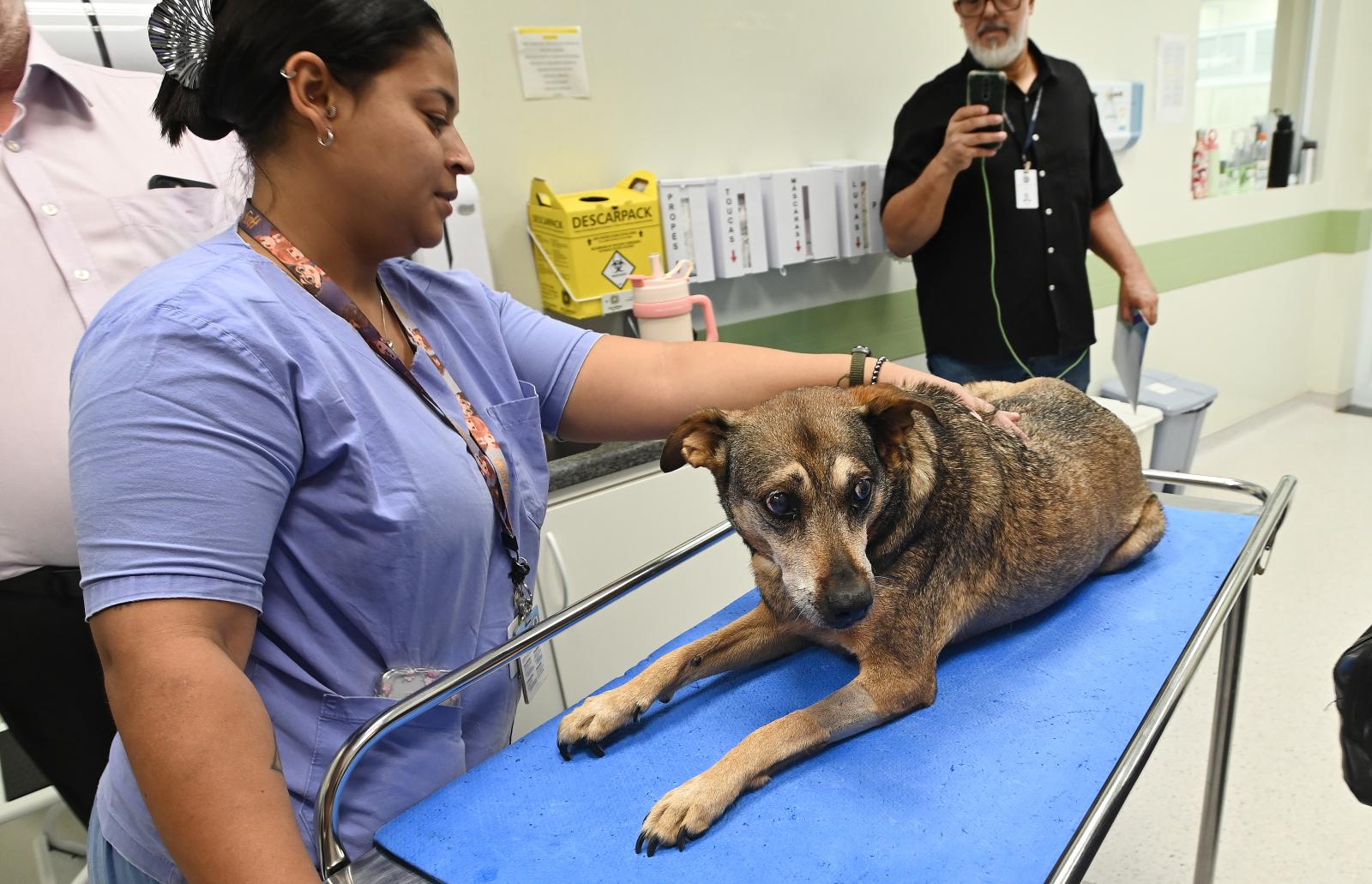 Campinas firma convênio com a PUC e amplia atendimento a cães e gatos resgatados
