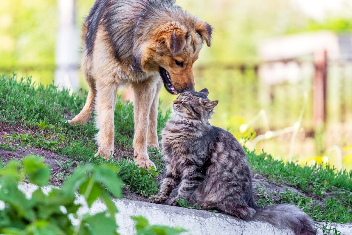 Cobema amplia atuação e atende mais de 4 mil animais em Itatiba em 2025