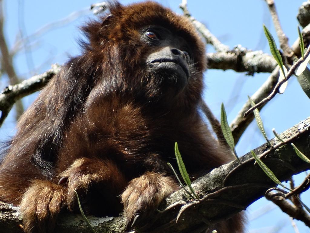 Família de macacos-bugio é solta no Parque Estadual Cantareira para ajudar na recuperação da espécie