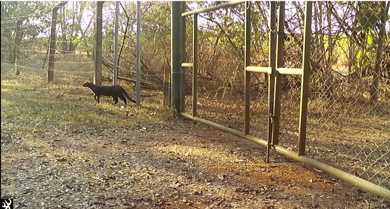 Gato-mourisco é registrado pela primeira vez por câmeras na Mata de Santa Genebra em Campinas