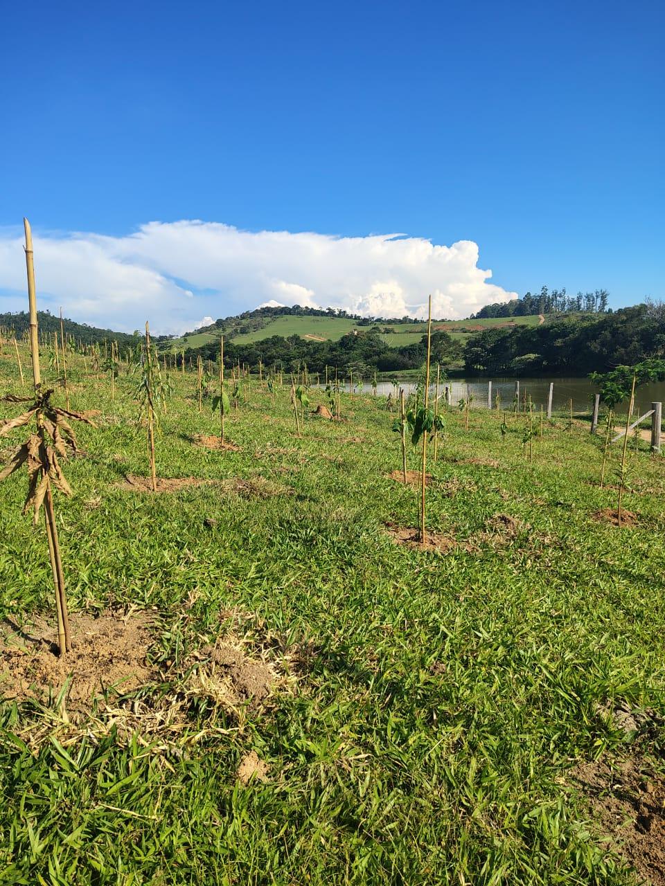 Mais de 3 mil mudas nativas são plantadas em área estratégica em Joaquim Egídio