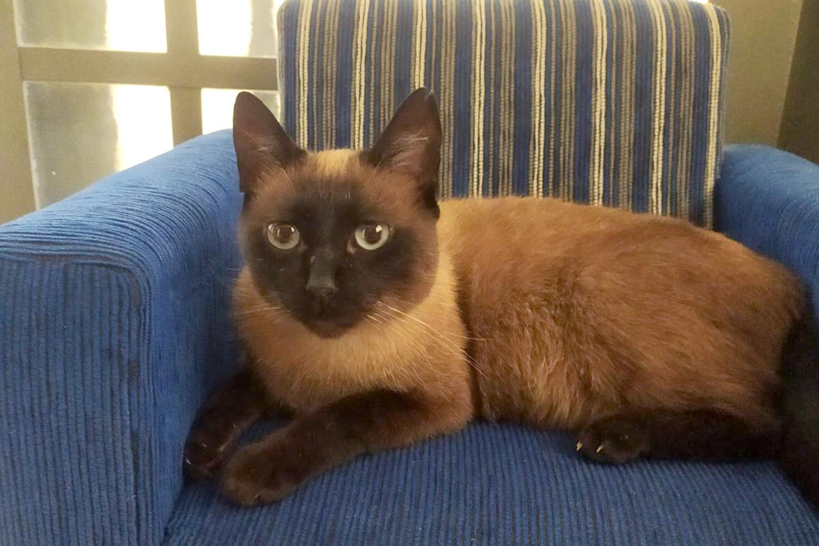 Microchip ajuda gato perdido a voltar para casa após um mês longe da tutora