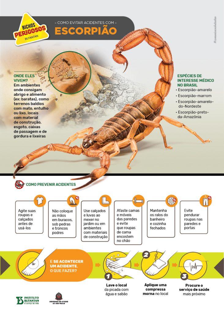 Escorpiões causaram 65% dos acidentes com animais peçonhentos em 2025; veja perfil das vítimas e locais dos acidentes Escorpiões causaram 65% dos acidentes com animais peçonhentos em 2025; veja perfil das vítimas e locais dos acidentes