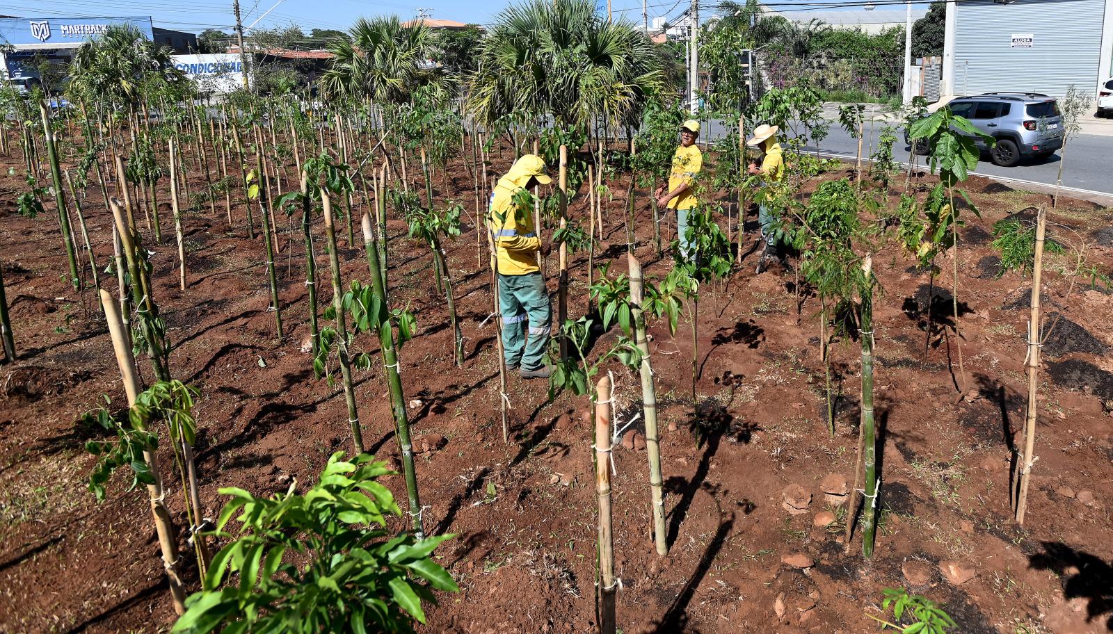 Campinas chega a 33 mil mudas plantadas em microflorestas urbanas 