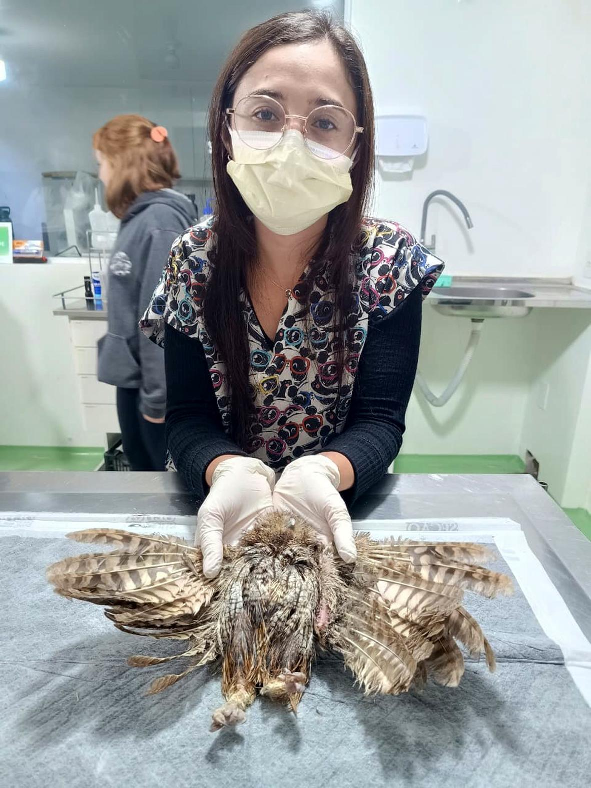 Corujinha-do-mato passa por transplante de penas e inicia reabilitação para voltar à natureza