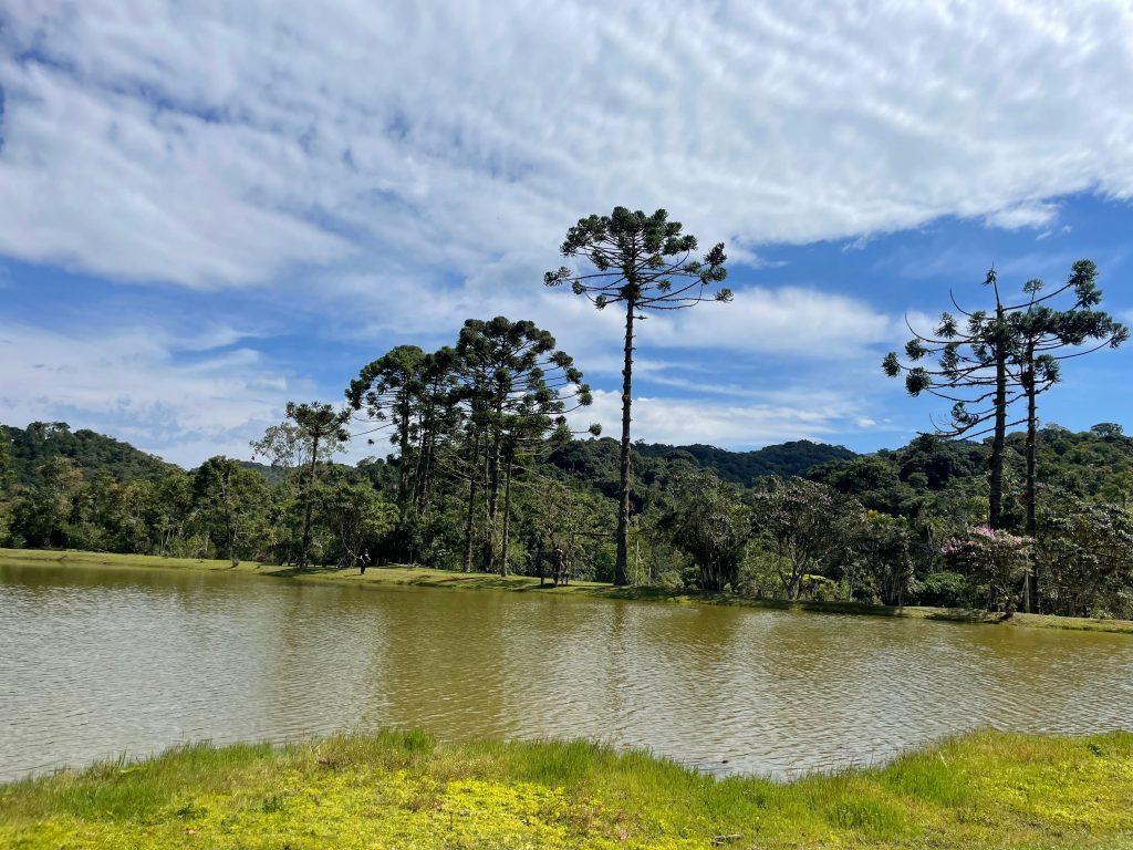 Governo de SP cria projeto piloto de conservação em Cunha para salvar a araucária da extinção