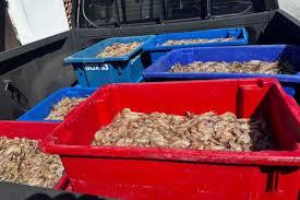 Pescadores são presos com 350 kg de camarão rosa no período do defeso