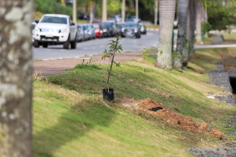 Ação ambiental transforma lixo eletrônico em plantio de árvores em Vinhedo