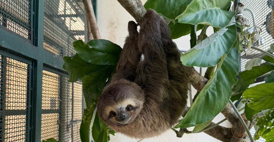 Após 60 dias de cuidados em centro de reabilitação de SP, bicho-preguiça volta à natureza
